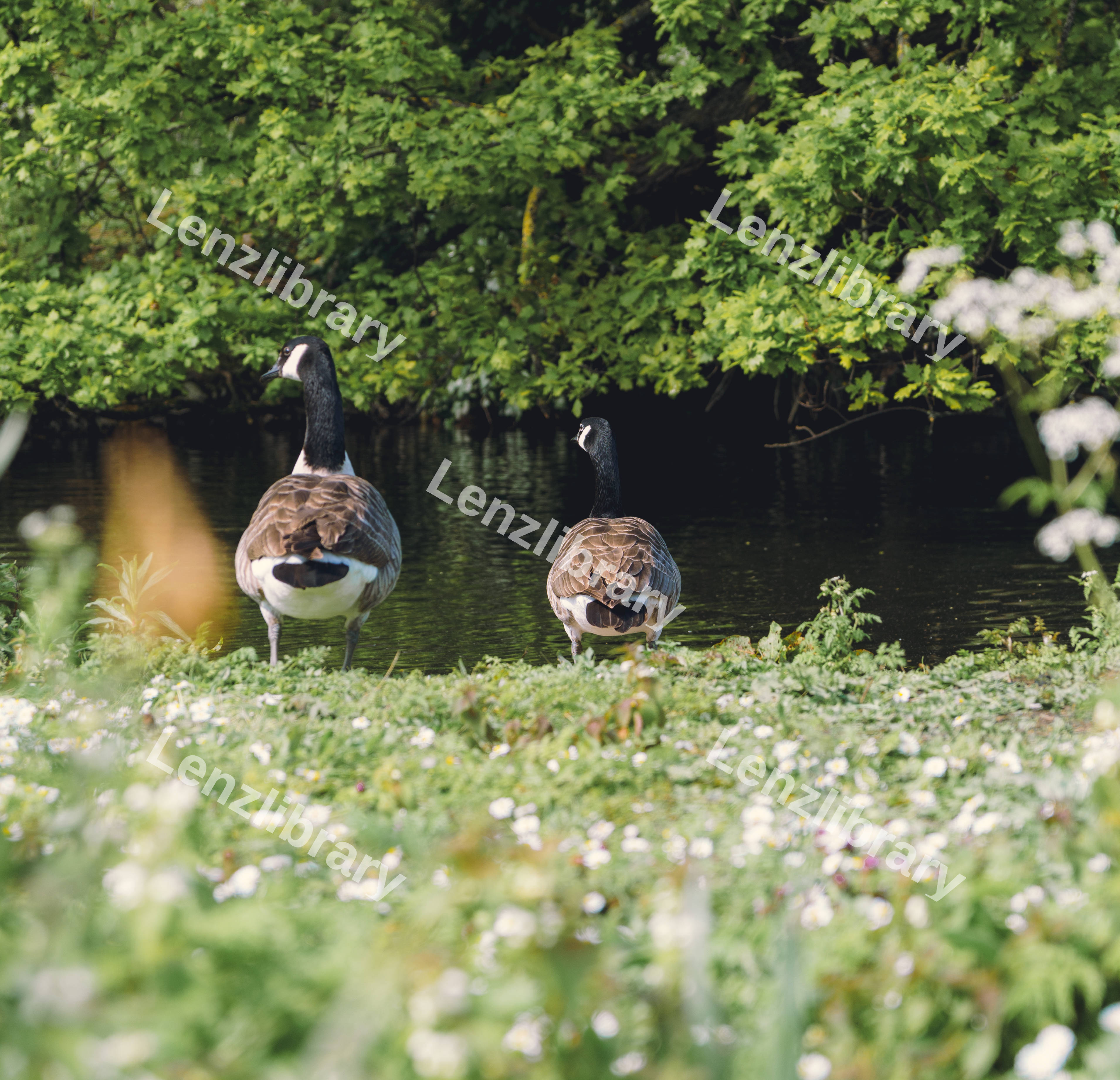 Back of Geese
